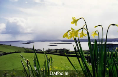Daffodils Daffodils