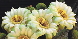 Saguaro Cactus Flowers
