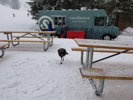 Sundance Film Festival 2020