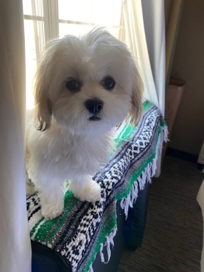 Zuzi after Zuzi doggie window
