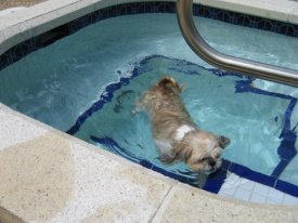 Zuzi swimming