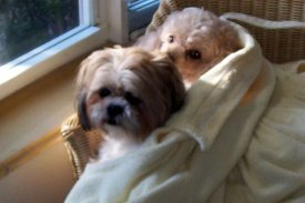 Zuzi with poodle pal