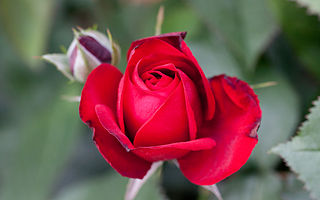 Red Rose