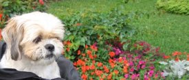 Zuzi in garden